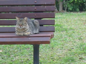 A cat sitting on a bench